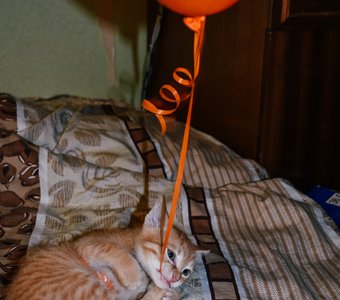 Маленький вампиренок