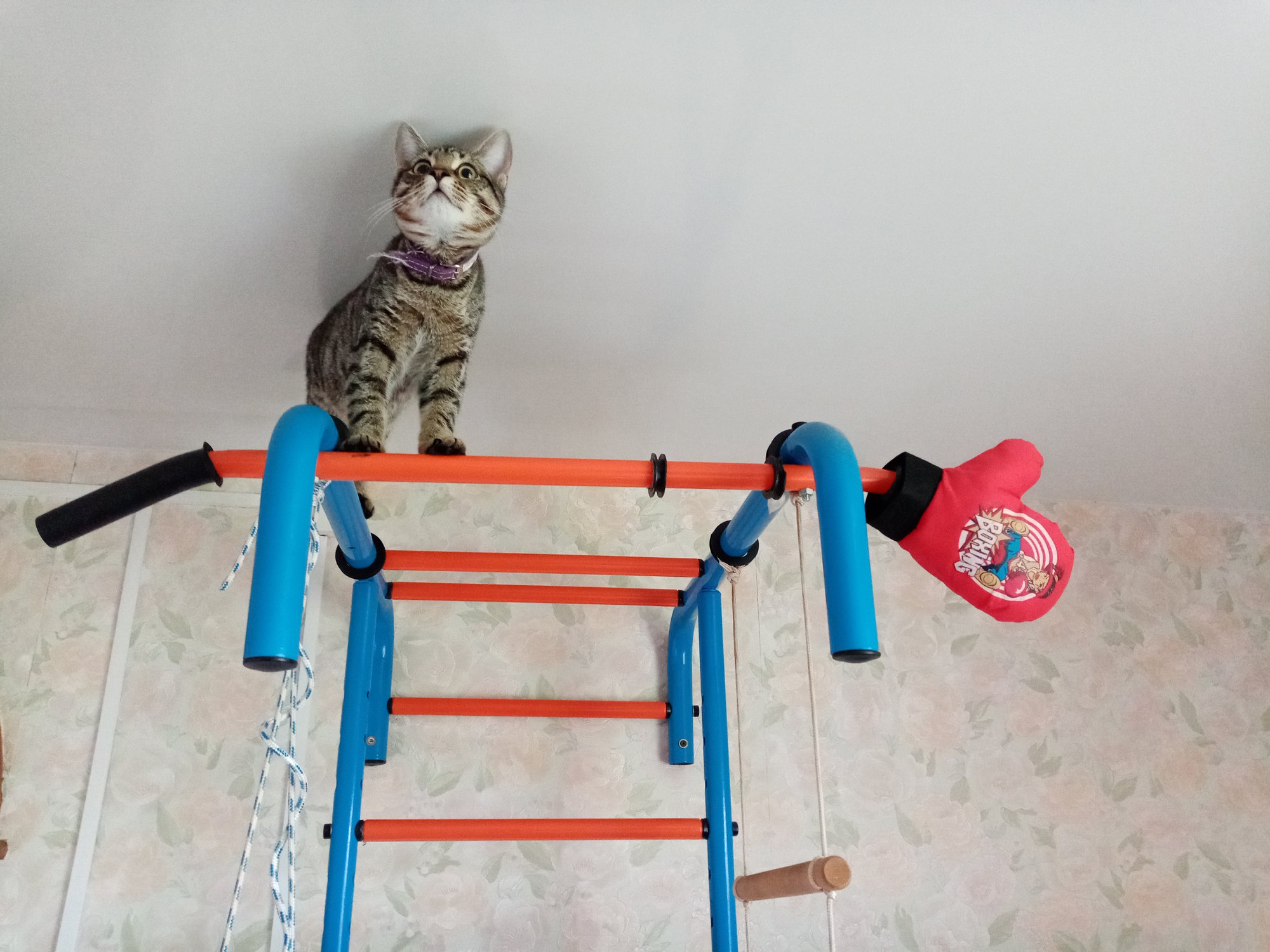 Кот турникэт