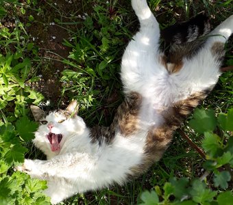 Летние деньки