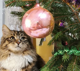 Новогодний интерес