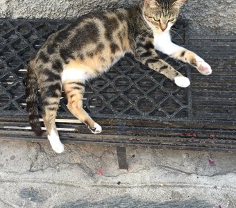 Маскировка