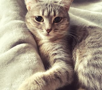 Мягкому мягкое