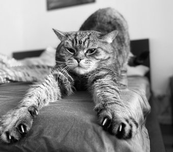 Утренние потягушки