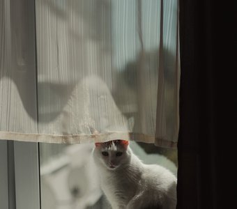 Жаркое лето, самоизоляция