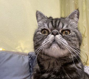 Бенжамин ждёт еды