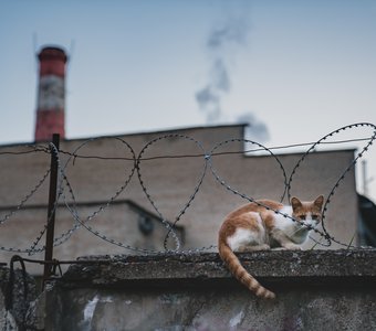 Индустриальный кот
