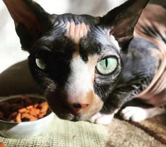 Еда только МОЯ!