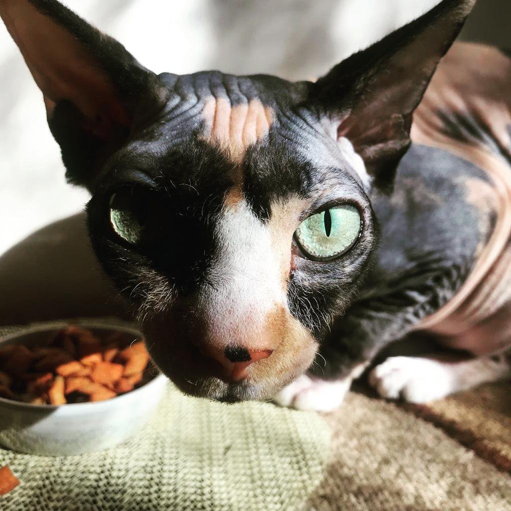 Еда только МОЯ!