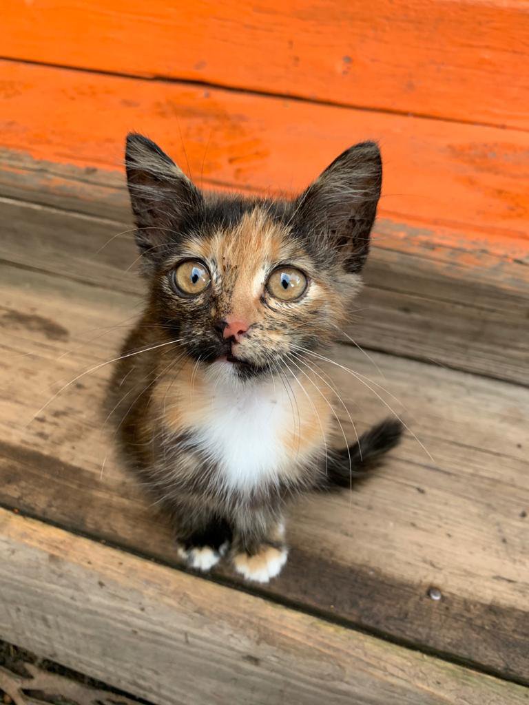 Счастливый котёнок