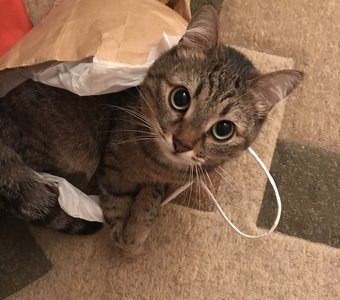 Есть вкусняшки?