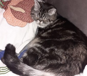 Я люблю поспать)