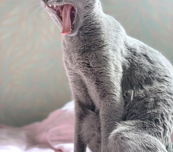 Зевс зевает)