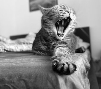 Как тигр делает?