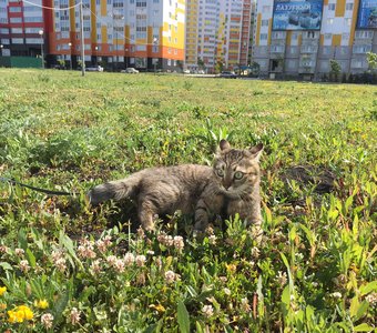 Первый день среди людей в обществе