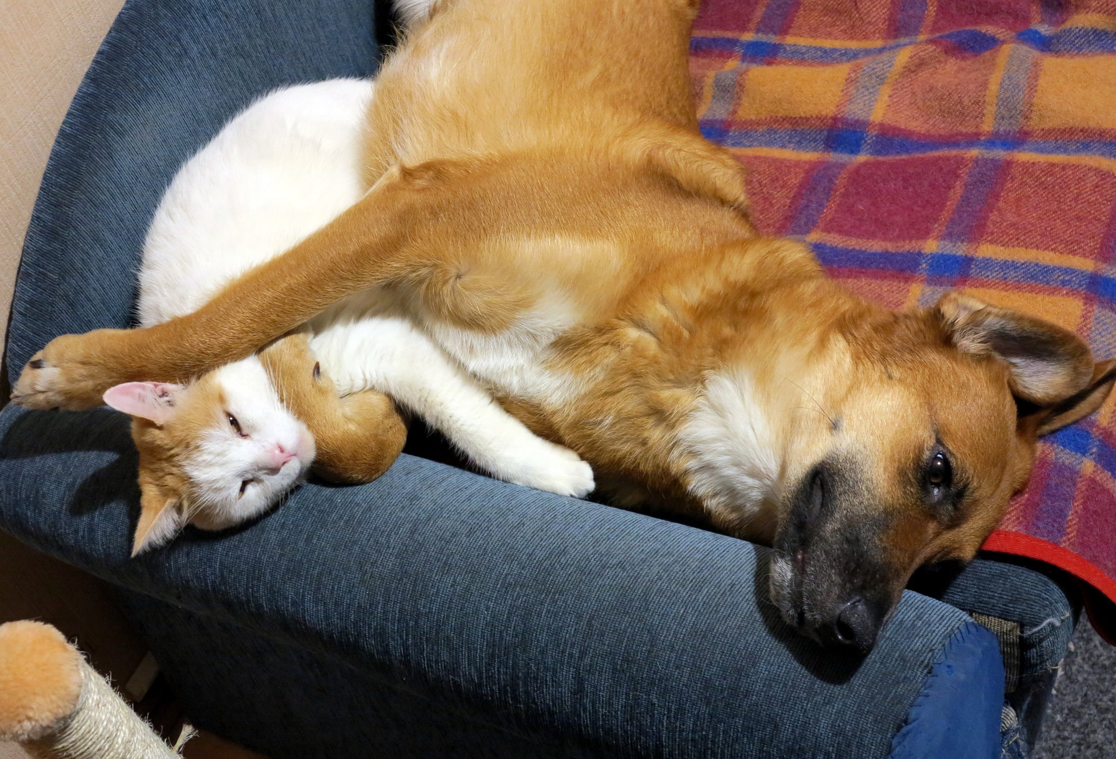 Кот мой! И ничей больше!