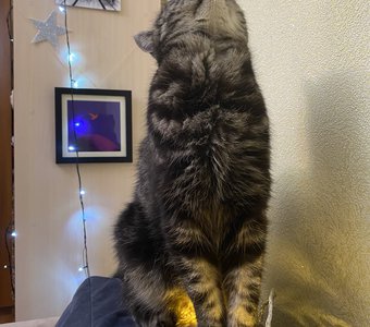 Ищу чёрные точки на стене или мух)