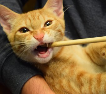 Котодракула