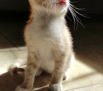 Sunny kitten