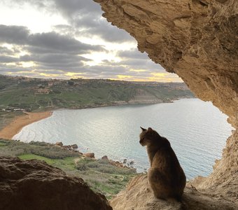 Пещерный кот