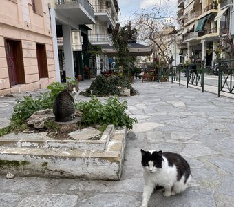 Афинские коты