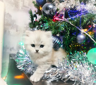 Подарочек на Новый год