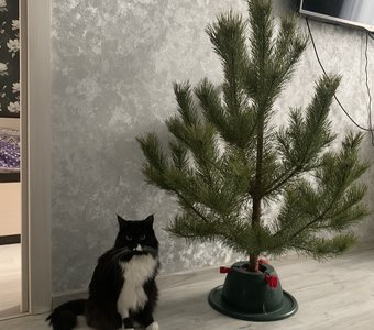 Ёлку вижу, а игрушки где?