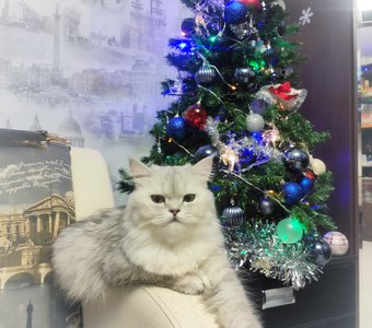 Новогодняя Шила