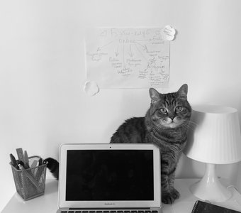 Офисная киса