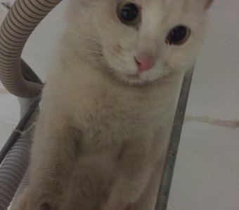 Ищу свою семью