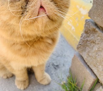 Усатое солнце