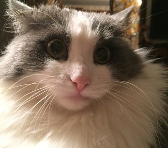 Что ? Опять я?