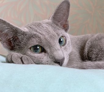 Бирюзовый взгляд