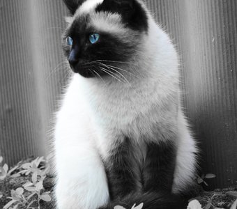 Завораживающий взгляд