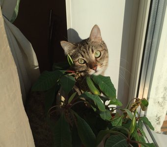 Солнечные ванны