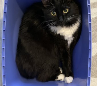 Прямоугольная кошка :)