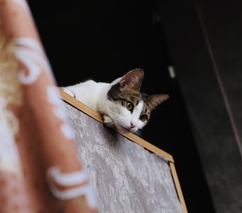 Киара грустит