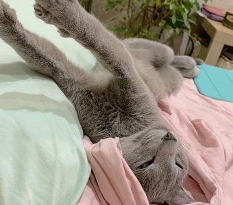 Которелакс