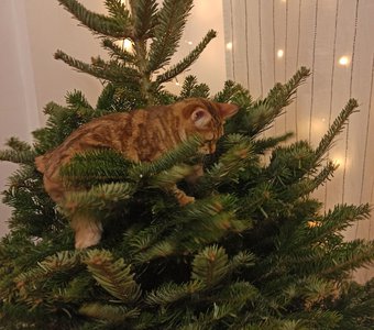 А вот тут мышку повесим!