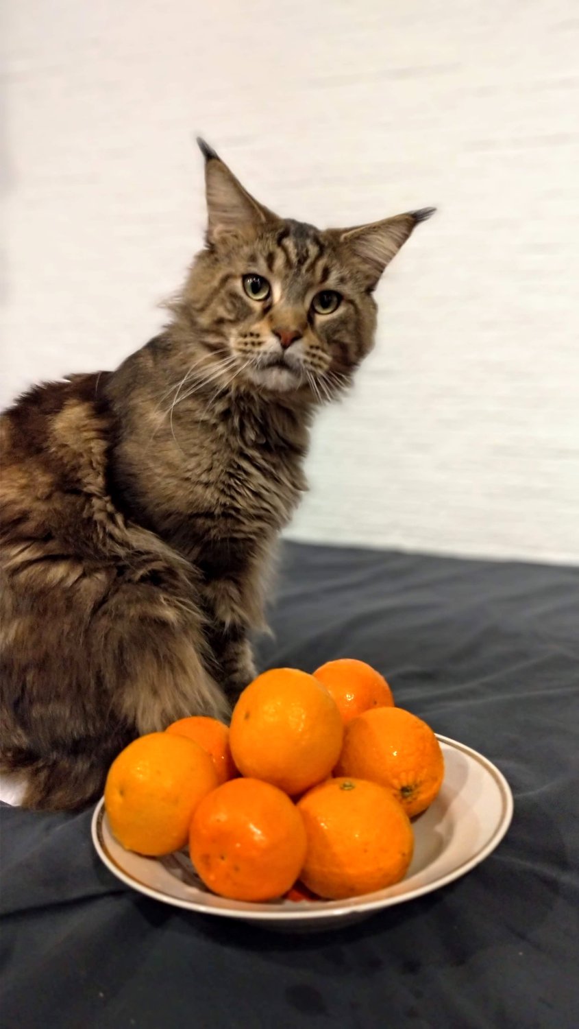 Кот с апельсинами