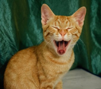 Котозевота