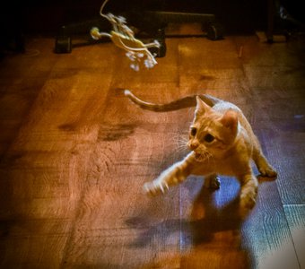 Маленький охотник