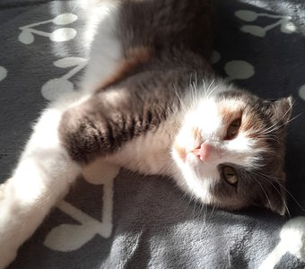 Доброе утро