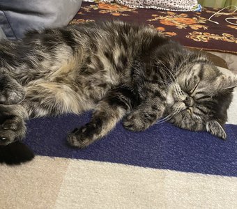 Спящий Бенжамин)