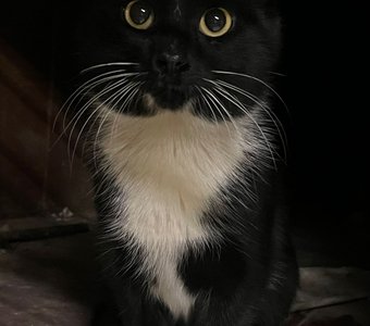 Чёрный котик