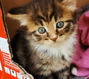 Временный дом котика Сени