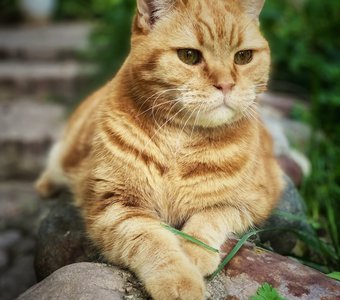 Старший кот