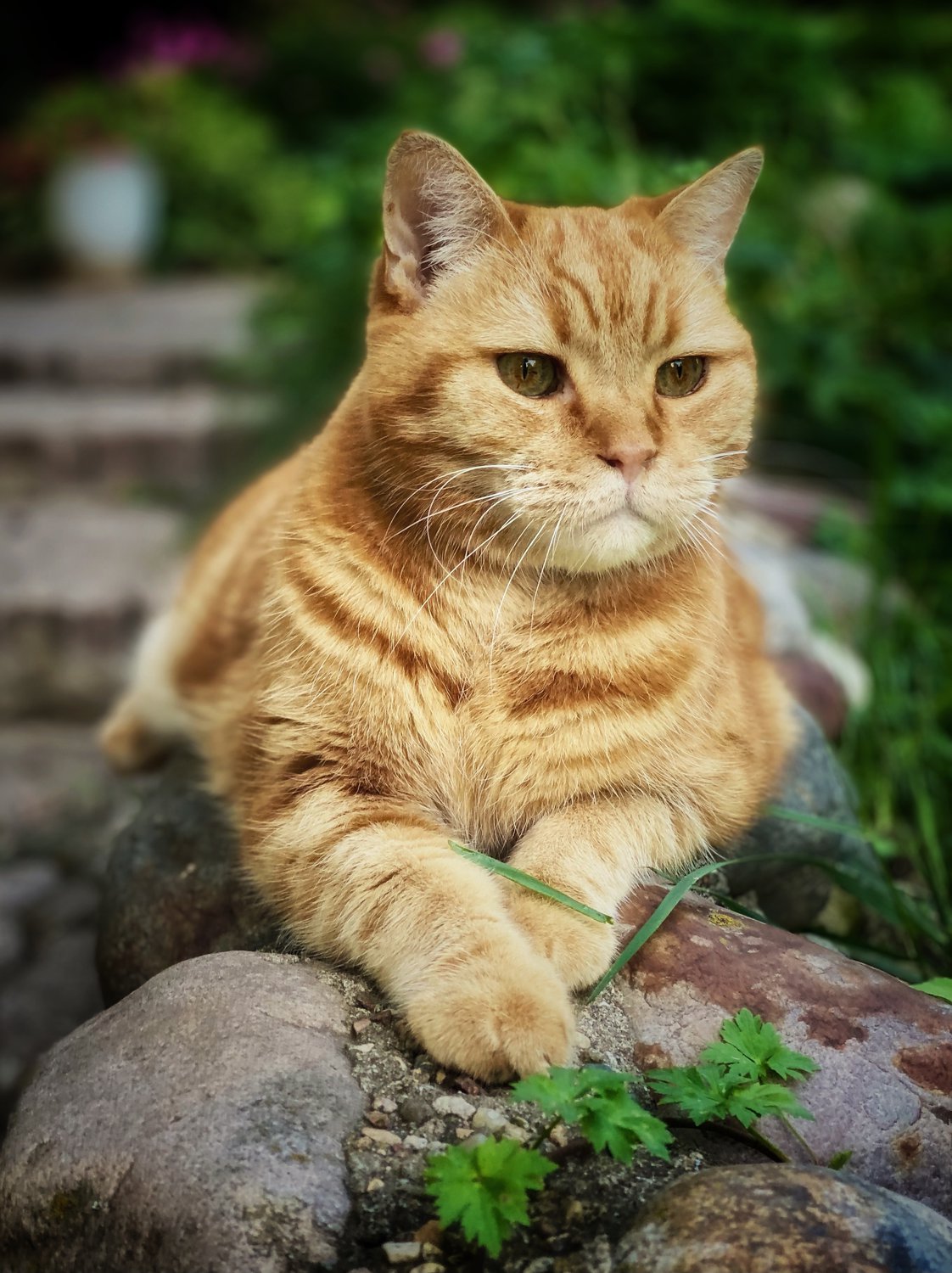 Старший кот