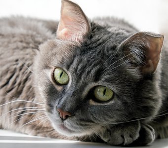 Котик на солнышке