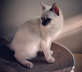 Кошка у окошка