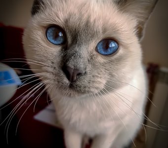 Блондинка с голубыми глазами